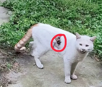 河北，一名女子早上出门上班时，在公寓楼下发现自己养的猫的腹部，被钢珠击中并且受了