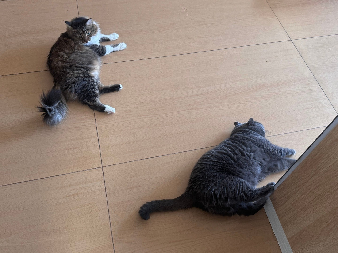 可爱喵快看呀这是我的小猫​​​