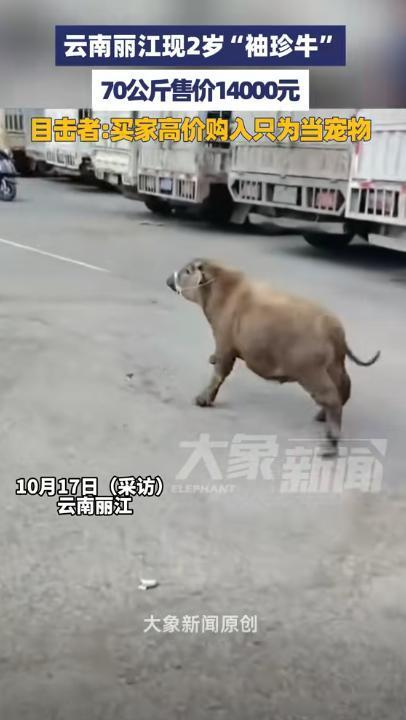 “果然物以稀为贵！”云南丽江，一牛贩子带着两头小牛到市场售卖，起初大家都以为是普