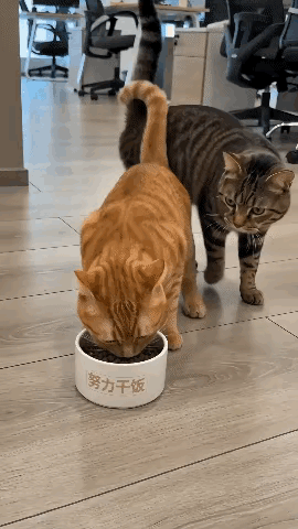 橘猫：大哥，我错了。