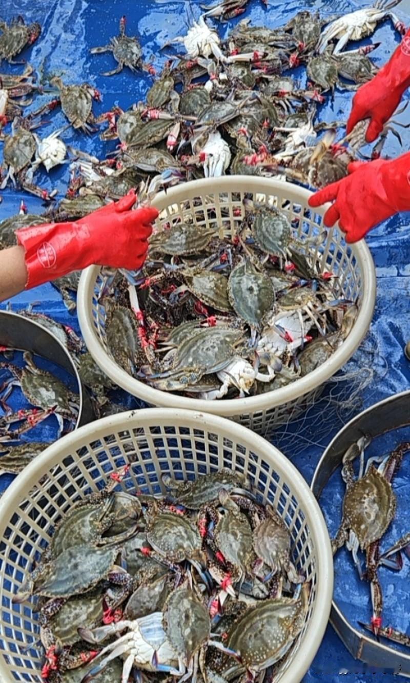 昨天发了关于丹东早市买虾爬子（皮皮虾）的帖子，大家也是对丹东虾爬子的价格聊的挺多