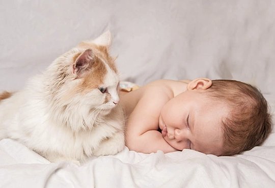 猫咪怕小主人冷着充当棉被暖心一幕走红网络，小奶猫安静蜷在熟睡的小主人身上，用毛茸