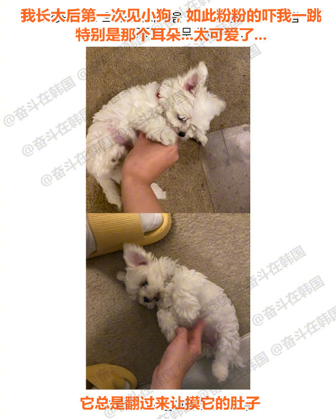嫉妒有粉嫩小狗的人~~海外新鲜事​​​热点现场​​​