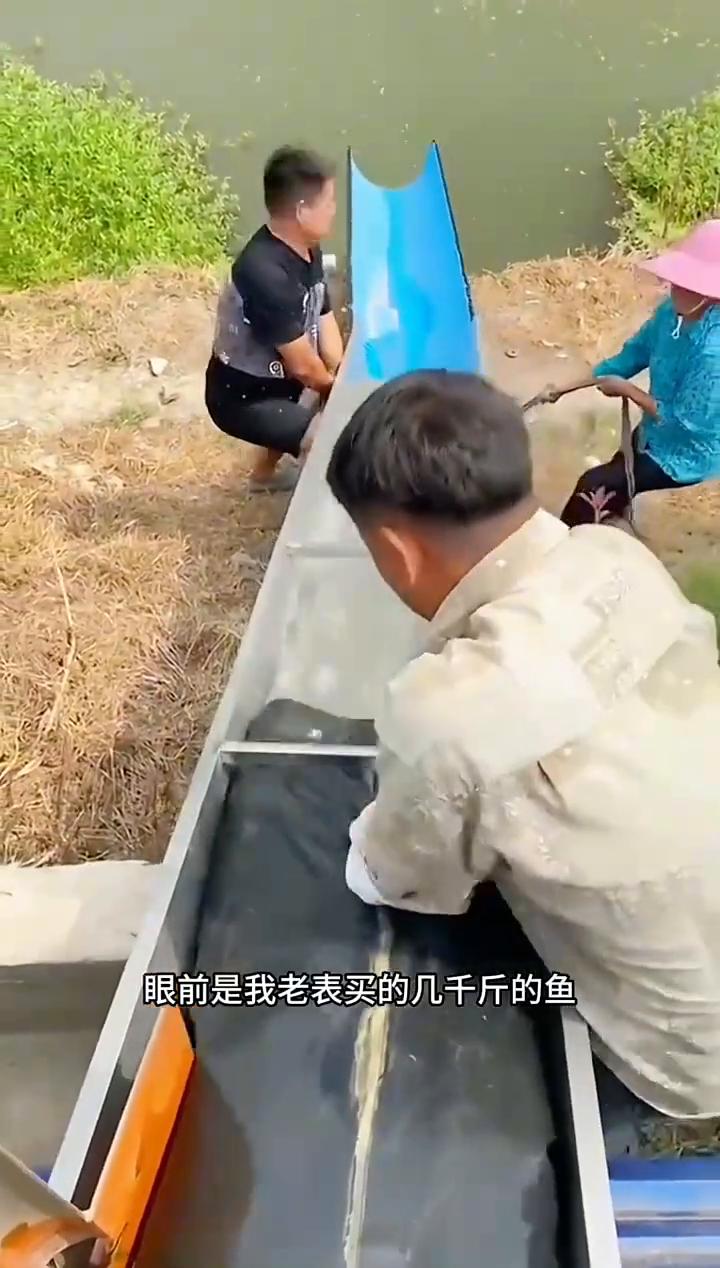 开包放鱼。如果不是亲眼所见，你敢相信吗？眼前是我老表买的几千斤的鱼，当开箱的那