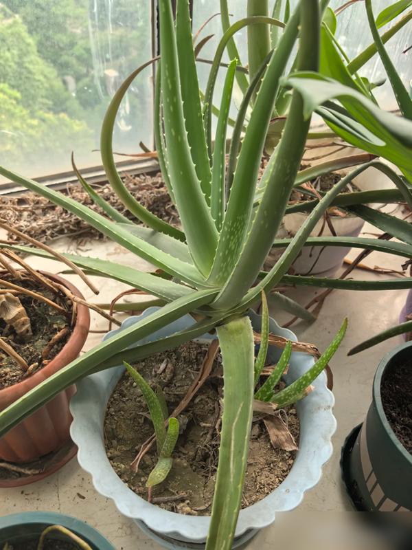 谁懂啊！原来养花不是只看脸，最近好多人聊“再厌也要养的5种花”，说桂花树能暖胃、