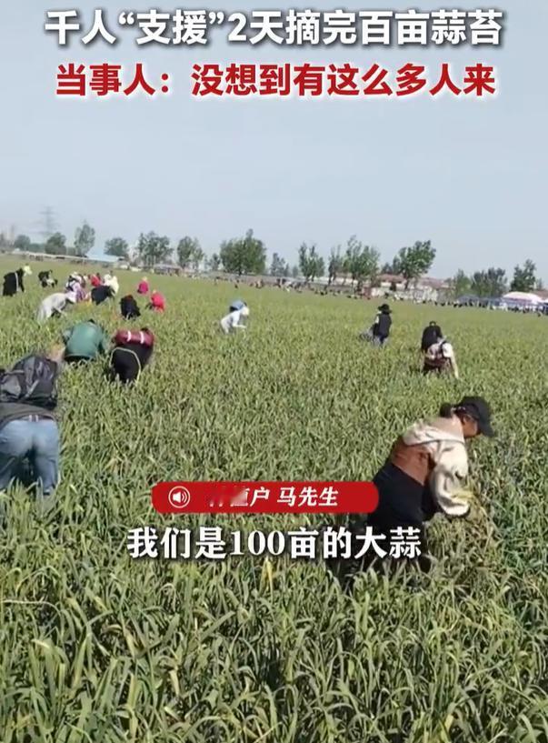 【农户1个视频喊来千名网友摘蒜苔】千名网友帮农户2天摘完百亩蒜苔近日，江苏徐州