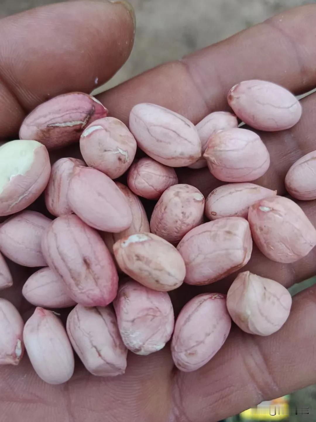 花生价格2026年4月24日河南开封市杞县花生价格行情分析花生种植麦茬花育系