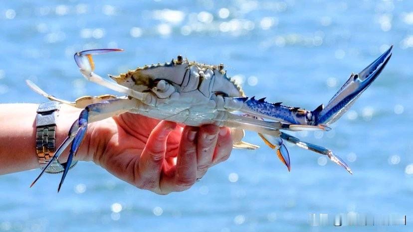 澳洲华人夫妻被罚$7824！抓63只螃蟹仅1只合规，一句话惹怒法官一对被指“