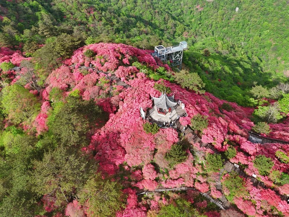 《龟峰山杜鹃盛花期将至，邀你共赴春日花事》人间四月天，麻城看杜鹃。麻城龟峰山的野
