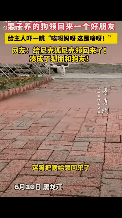 真·狐朋狗友？黑龙江这只小狗直接现场演绎，看完笑到停不下来！主人一早发现狗