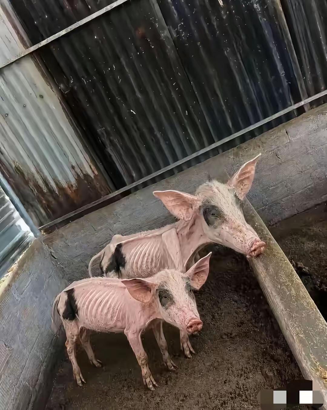 [捂脸哭]这是传说中的排骨猪🐷吗？