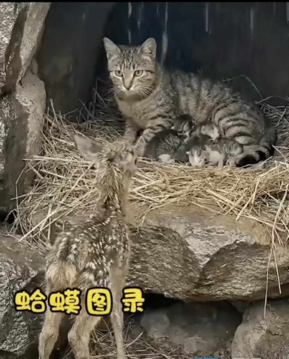 一只猫妈妈正在给一只小猫咪喂奶。趴在自己的猫窝里，窝外正下着倾盆大雨，一只梅花