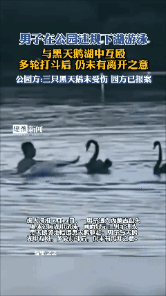 快来看这个三炮！[捂脸哭]在公园湖中与天鹅互殴！