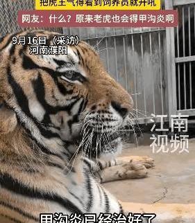 河南濮阳动物园的东北虎“小七”，最近跟它最亲的饲养员娜娜闹掰了。就因为娜娜带人