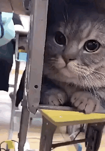 大学生上课把猫猫也带去，脑袋大大好可爱😘，羡慕坐在后排的同学U1S1，这只