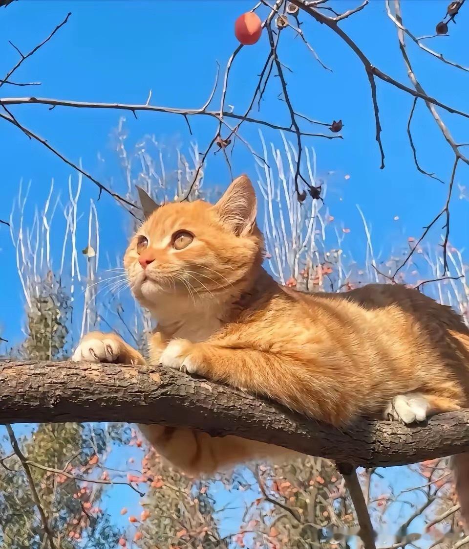 小猫咪🐱这眼神够坚定的哈！拍一个美照😎舒服了吧！在太阳底下晒太阳多舒服😌！