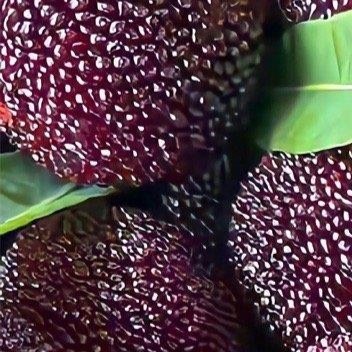 ｜0000杨梅的种植过程：1.选购树苗或种子:可在市场上购买健康的杨梅树苗