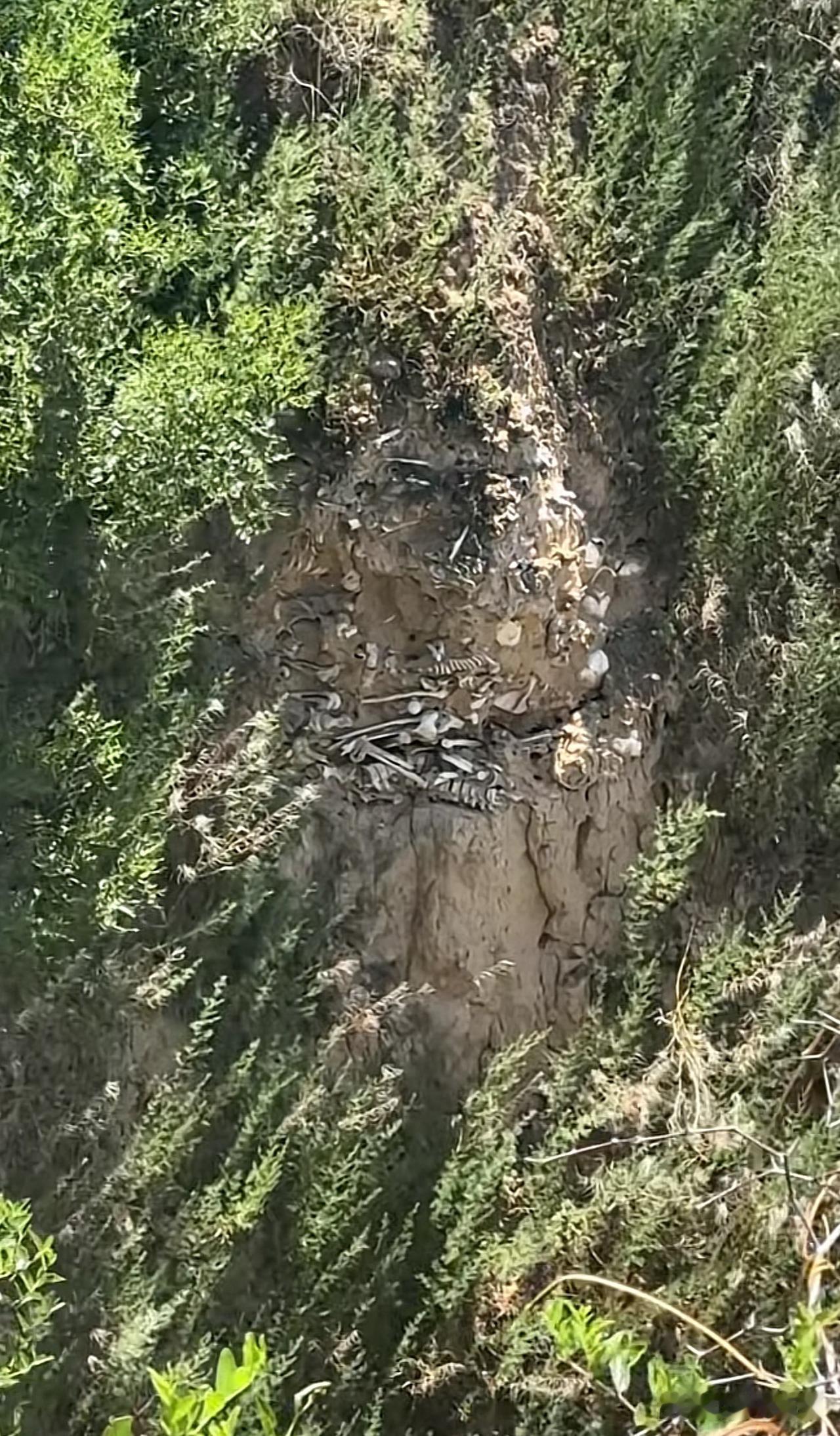 山西一处断崖之上，惊现累累白骨原来是1500年前玉璧城之战，东魏的士兵山西运