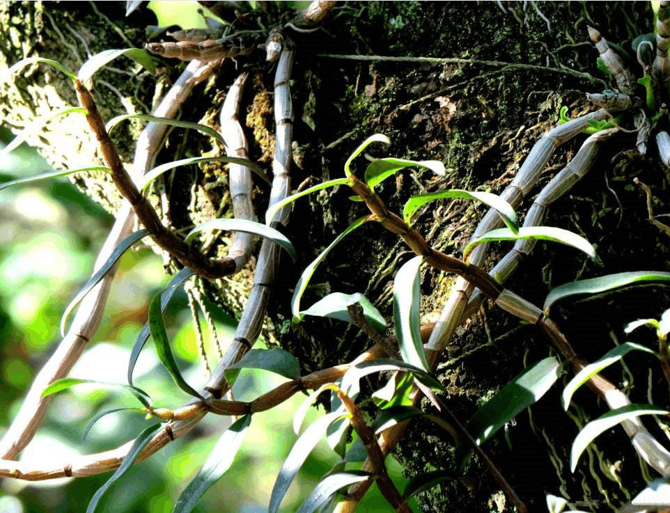 农村里很常见的10种野生植物