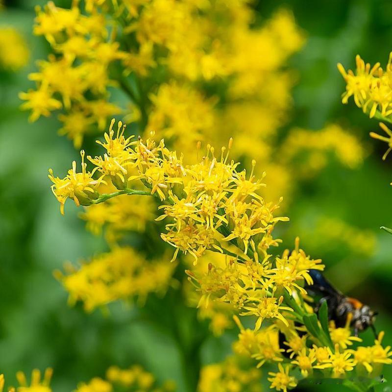 早上逛公园，看到一片小黄花随风摇曳，还以为是秋天最后的浪漫，结果手机一搜——好家