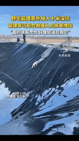 在内蒙古，一只狐狸不小心掉进了一个深坑。好心人找来布条垂下去，它竟然懂，用爪子紧
