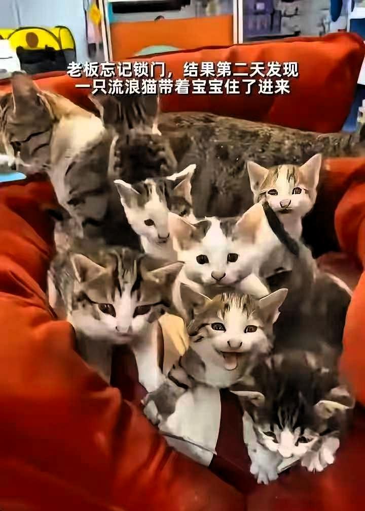 泪目了！这天一位开超市的大哥居然忘记锁门了，结果第二天开门一看，他的沙发上居然蹲