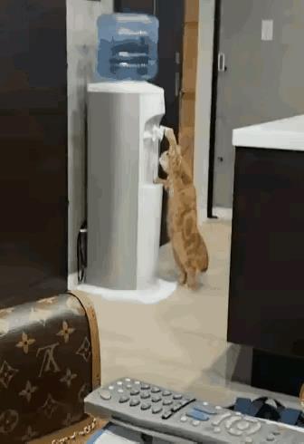这只猫咪快要成精了！