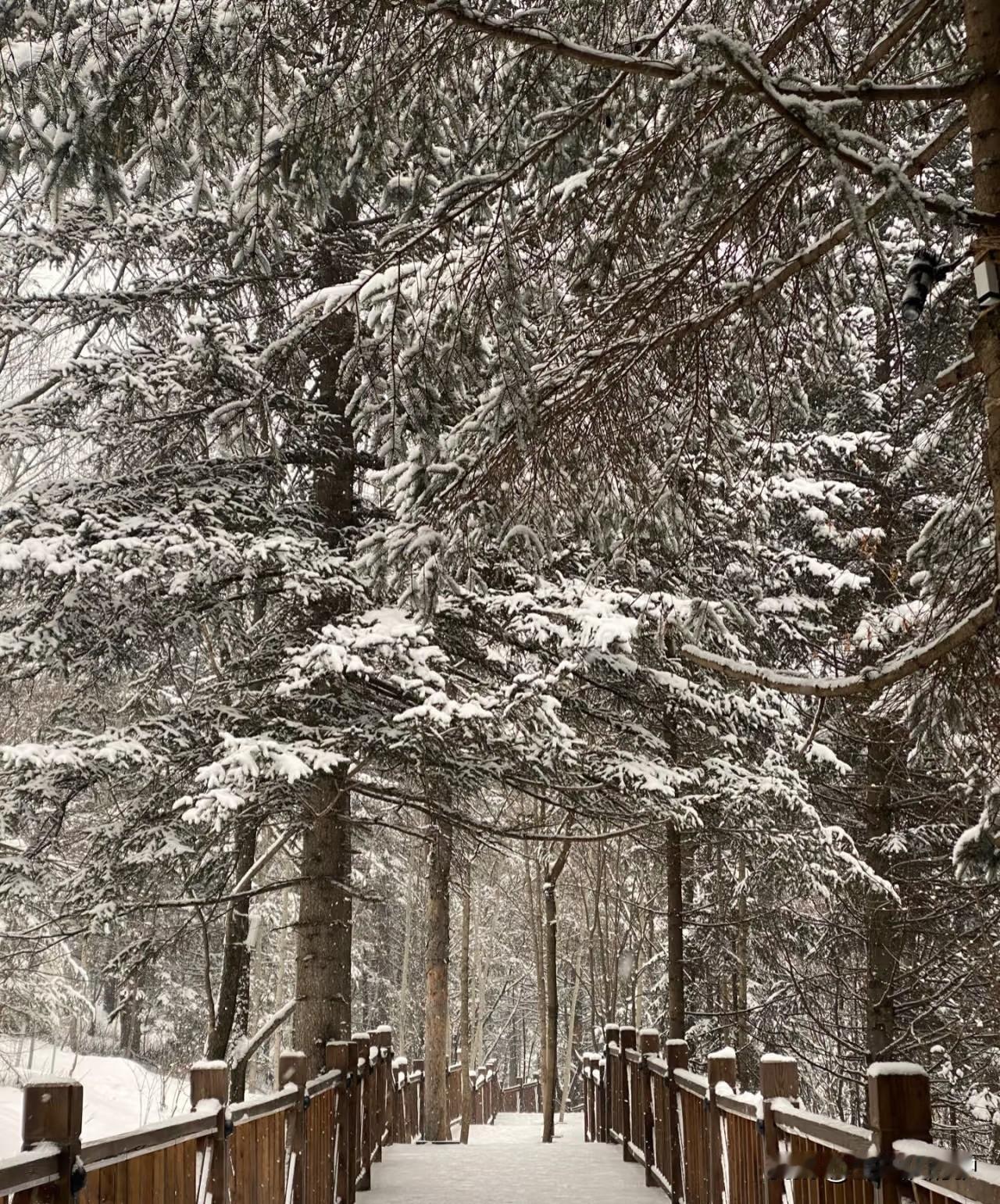 来哈尔滨之前刷到雪乡包团，440元/人，宣传得那叫一个诱人——两人880，含往返