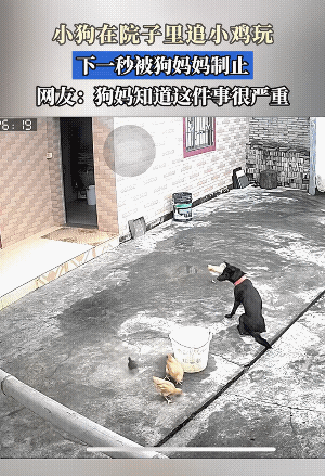 一个小家伙不懂事，另一个小家伙还比较懂事一点。小家伙这种行为被狗妈妈及时的制止