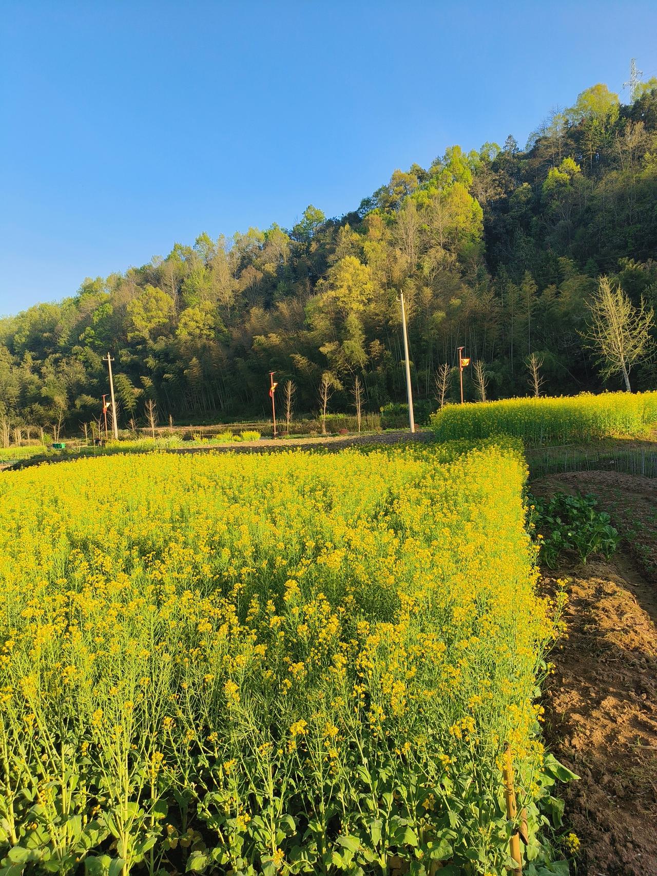 前年三月底家乡的油菜花田～🌼🌼🌼🌼🍀🍀🍀🍀🌼🌼🌼🌼🌿?