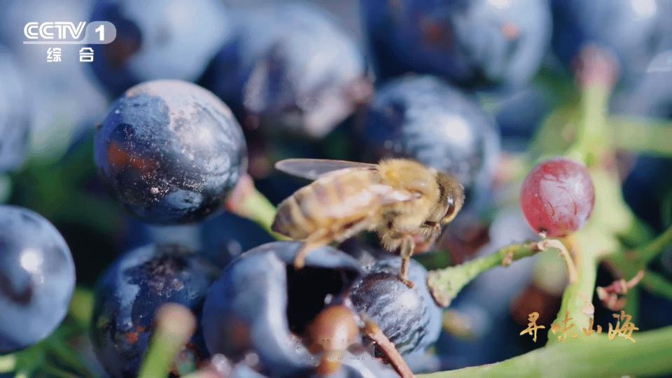 新疆买葡萄干也分色号新疆葡萄干靠晒太阳变颜色吐鲁番晾房才是真正的色彩实验室！葡