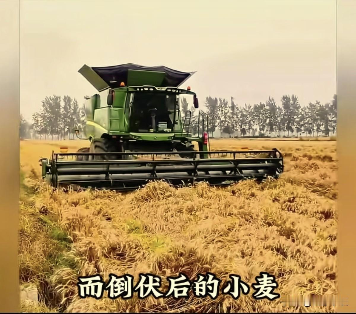 襄阳“割四赔五”的大妈，这次把所有的农户都坑惨了，已有收割师傅动了要离开的念头，