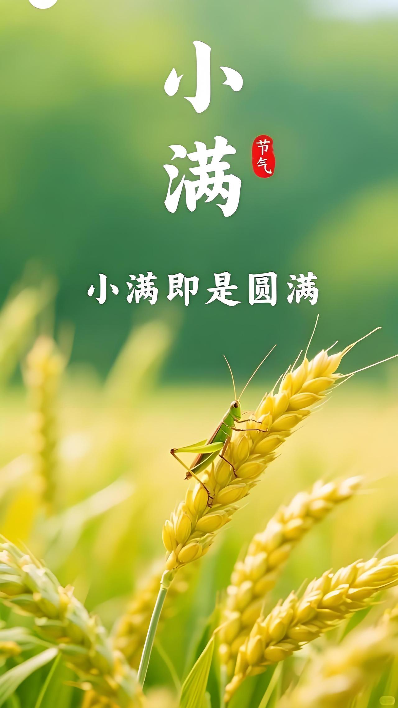 鹧鸪天小满麦穂初齐蚕吐丝。榴花映日叶萋萋。乳莺啼处桑成椹，新燕归时雨满