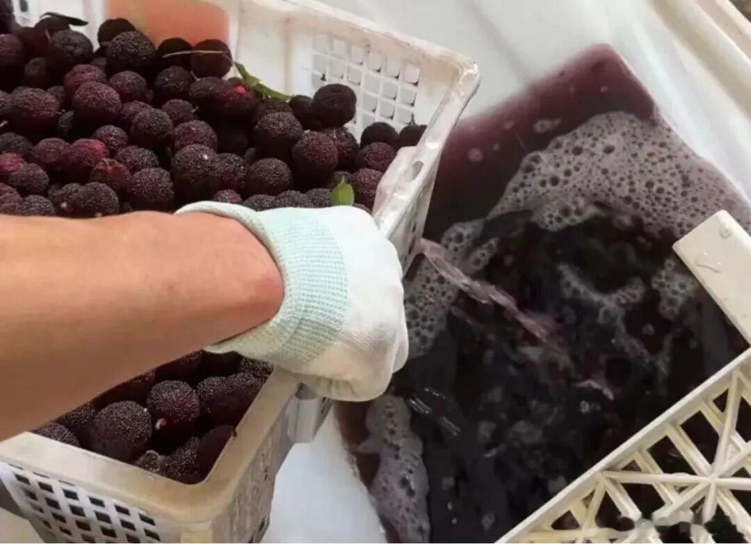 语不惊人死不休：如今是不耸人听闻，平台一般不给流量？最近吃杨梅，吃出个滑天下之大