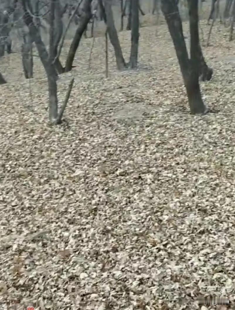 女子离异，处了个男朋友，在一起4，5年了。这个男的喝酒，一喝酒就骂人打人。女子