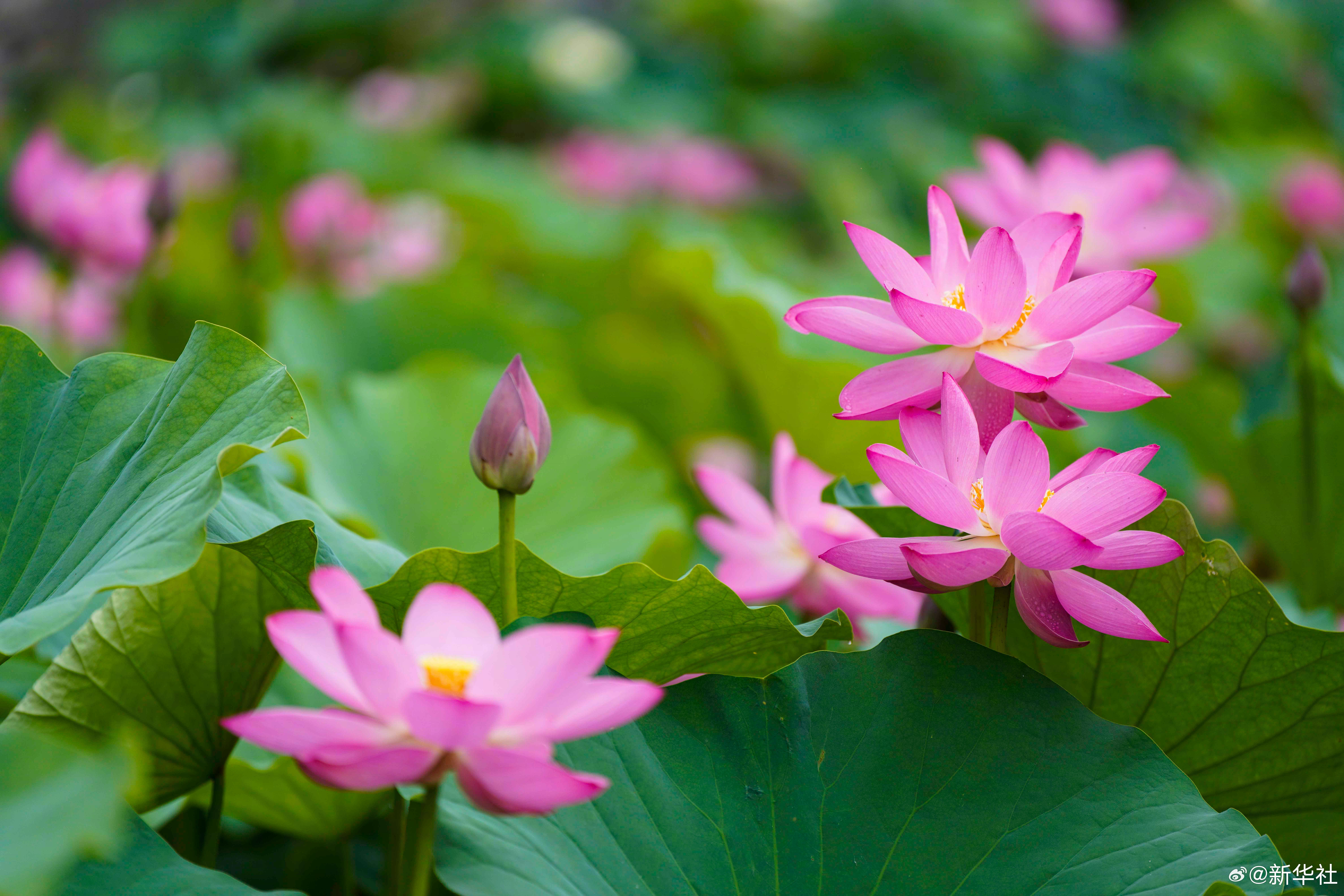 【今日小暑】#送你一组夏日荷花清凉壁纸#①北京时间7月7日迎来小暑；②小暑是二