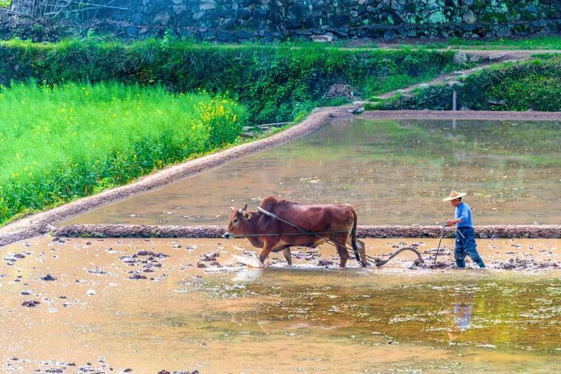 你所认为的“返乡潮”，实则是一场悄然逼近的生存大考验！我姑姑说，今年村里好多外出