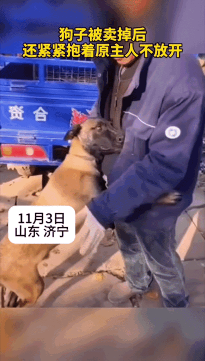 山东位一‬老人，养了只守护羊群两年的牧羊犬，可一场变故负债累累，羊全卖了，还