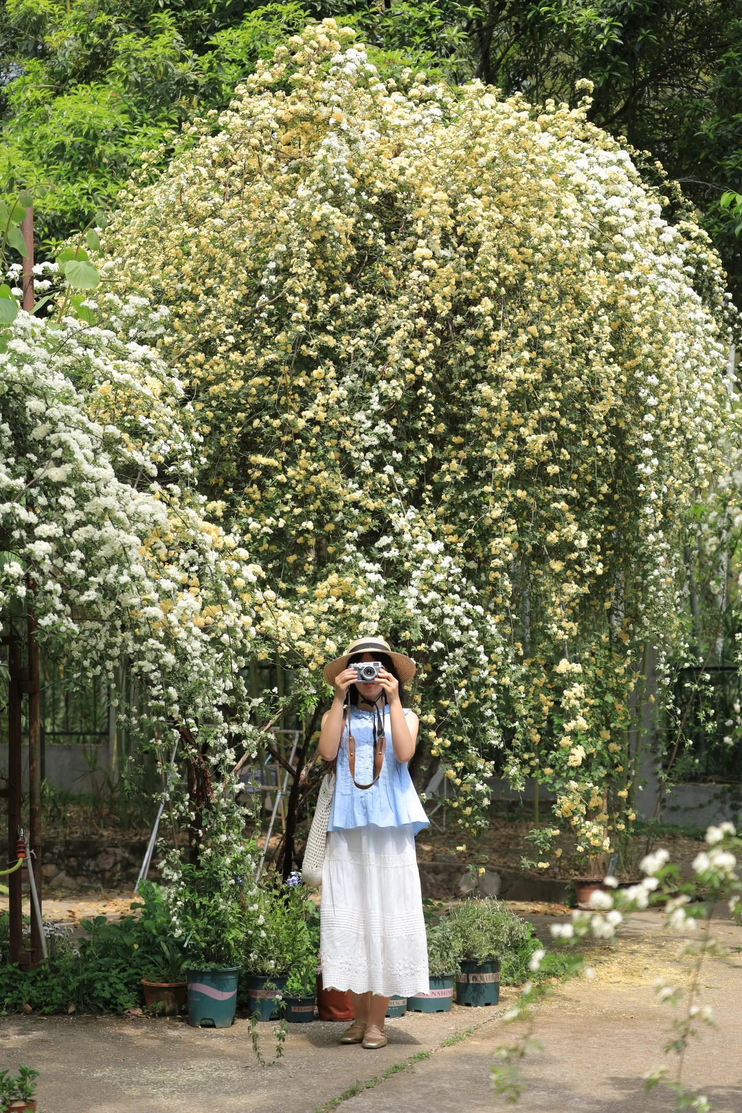 武汉木香花即将开爆❗️这7处美到封神