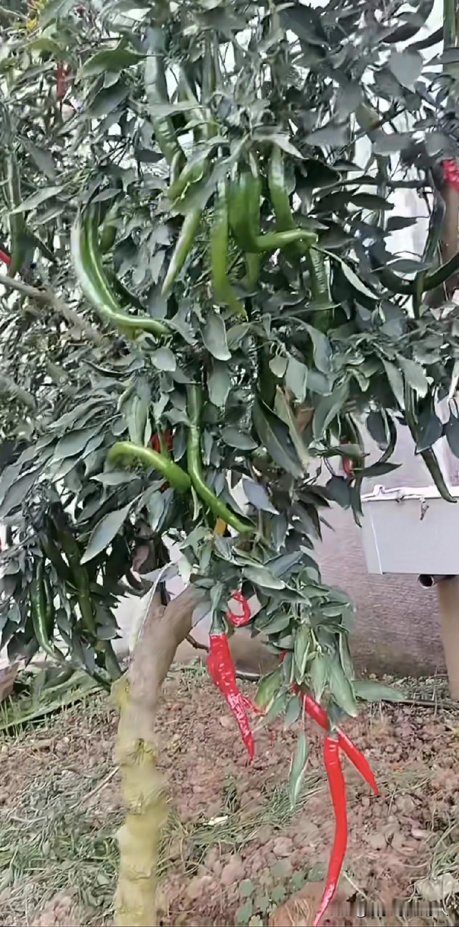 你有没见过树上结辣椒的？