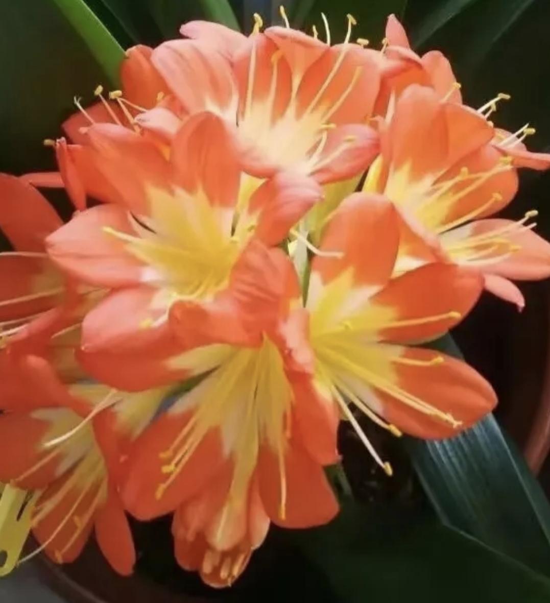 说真的，广州话还没有统一呢！从化人说的话有从化口音，增城人说话有增城口音，新塘人