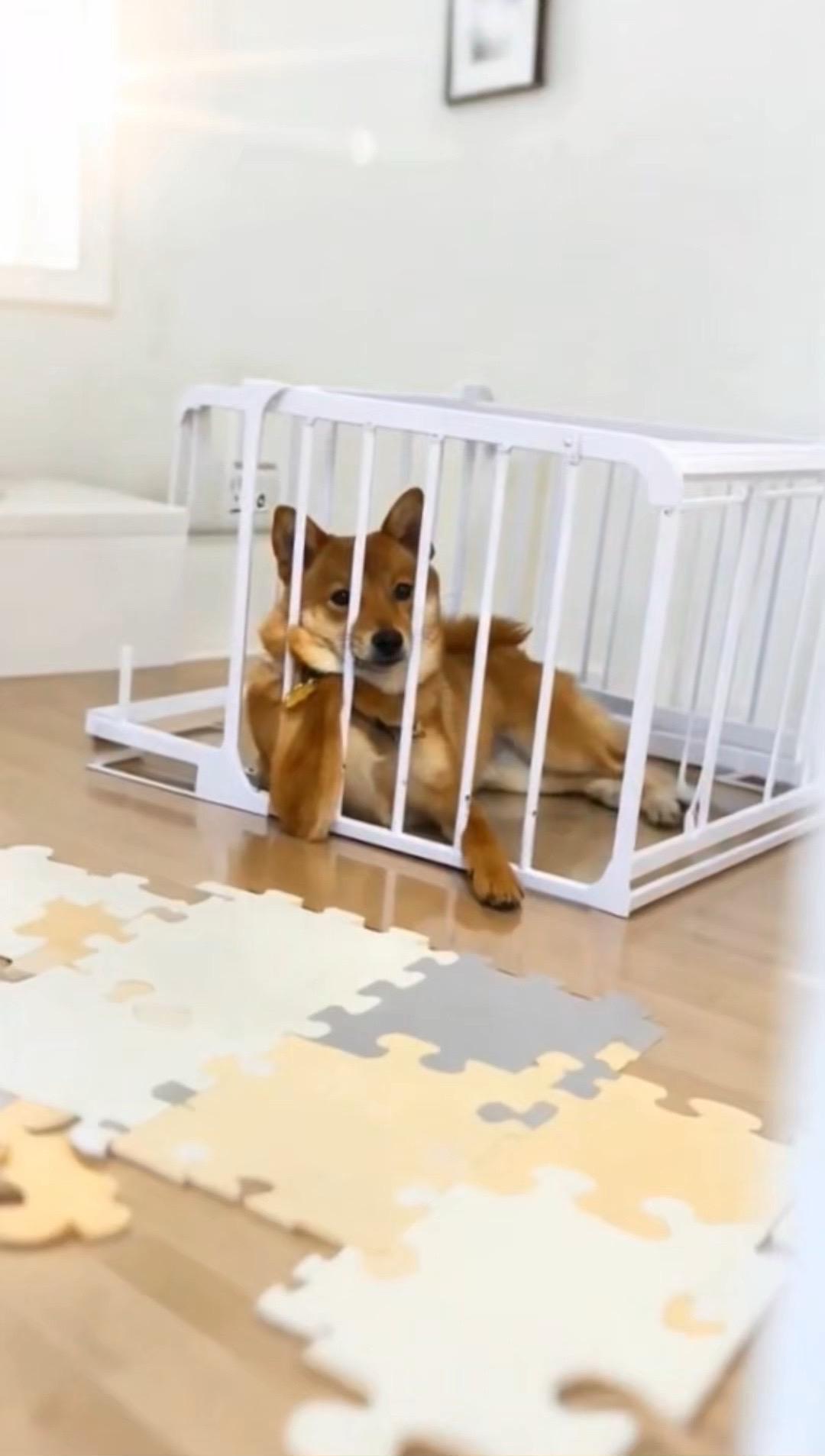 狗狗：优雅永不过时