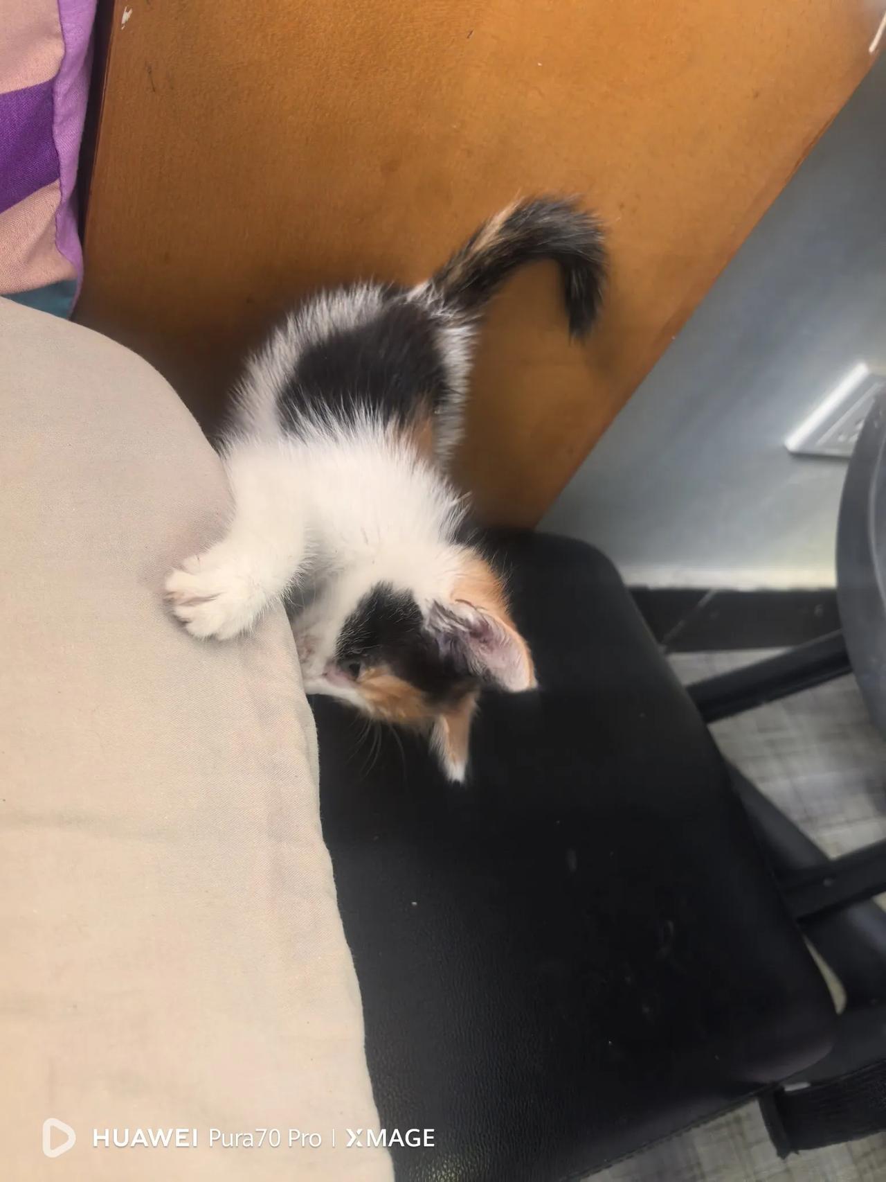 今天小猫开始吃东西了！早晨六点一直叫，我起初没理会，后来老婆嫌吵，我起来打开笼子