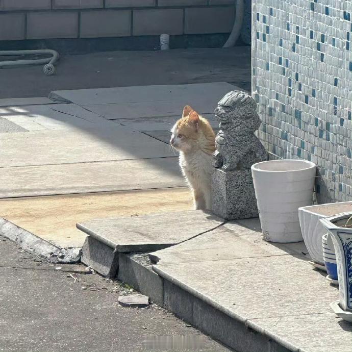 🐱）它是我朋友虽然它不爱说话