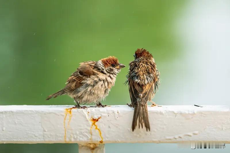 麻雀这么重要,不能够人工养殖吗?麻雀这小玩意儿，看似不起眼，实则在生态里超重要