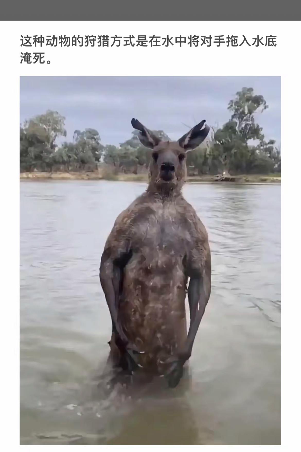 水中猎手：袋鼠的独特捕猎方式揭秘