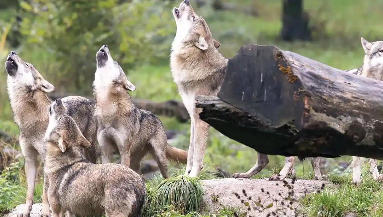 狼群中只有狼王有交配权，这是狼这个族群最大的规矩，也是几百万年进化出来的生存法则