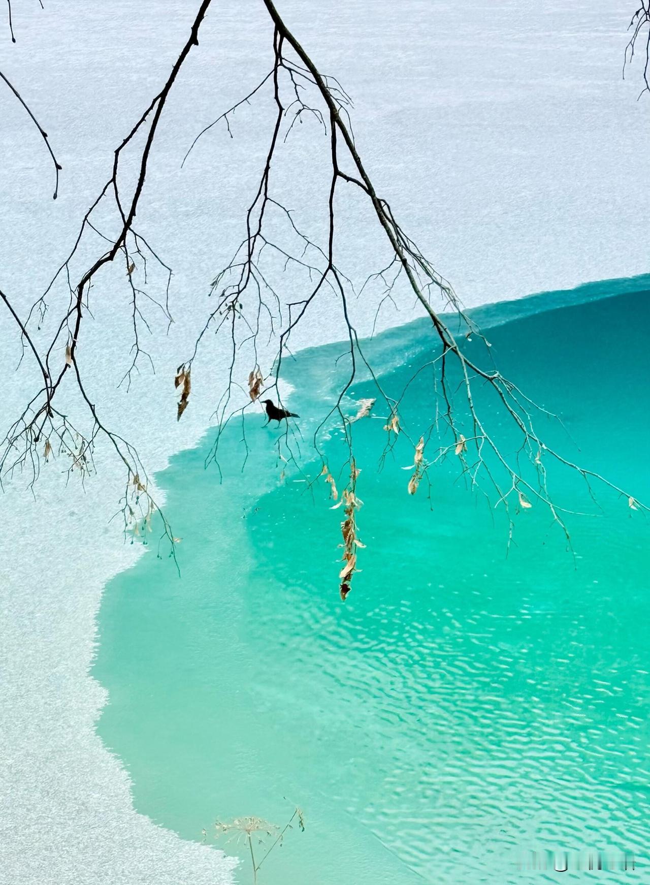 雪中的九寨沟熊猫海直接美到失语再次来九寨沟，还是被这场雪惊艳到骨子里！湖水
