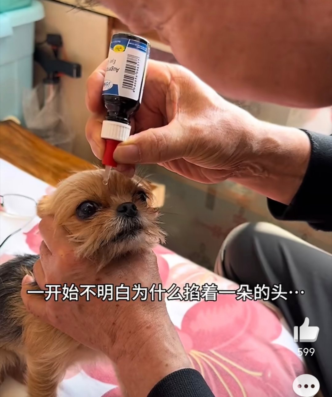 狗爷爷这么做一定有他的道理狗狗:不理解，但尊重