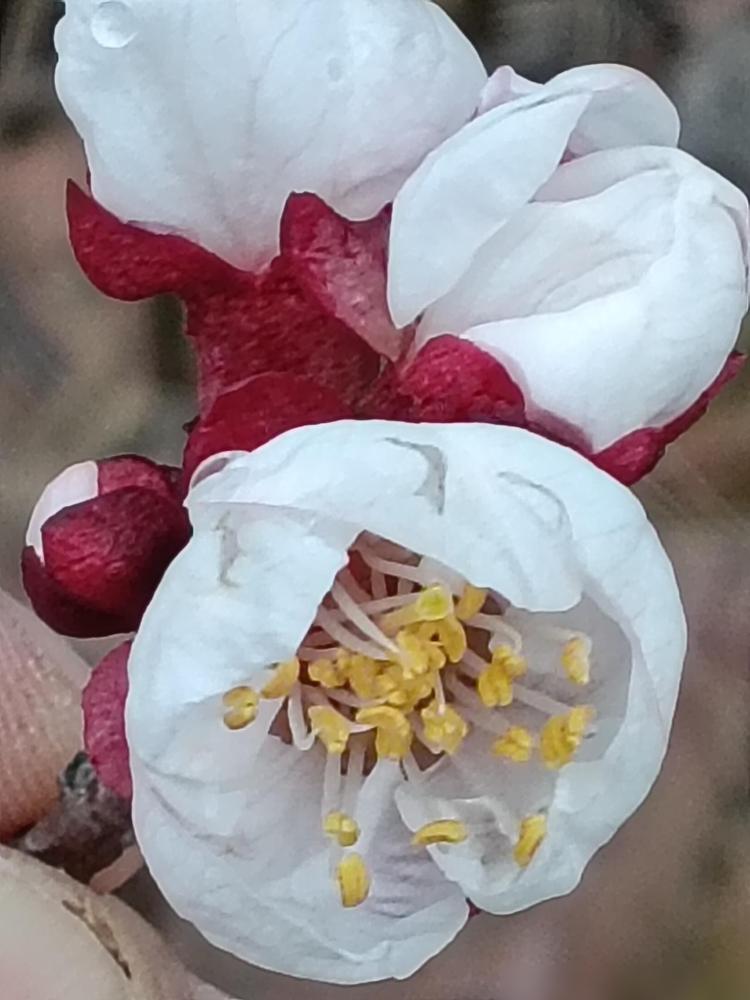 我二姐嘴真严，亲姐妹也不说实话，哈哈。二姐的儿子45岁，大学毕业就去深圳上班